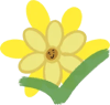 Chrysanthemum