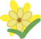 Chrysanthemum