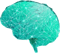 Cerebrum